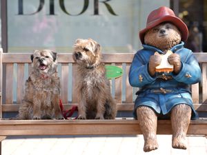 Dogs sit next to a repaired and repainted statue of Paddington Bear in Newbury, Berkshire (Andrew Matthews/PA)