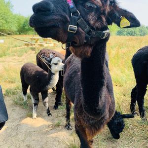 The Paca Picnics idea was sparked following easing in lockdown restrictions