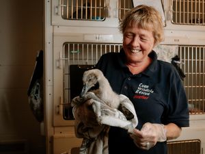 Supporting image for story: Shropshire wildlife rescue centre overwhelmed by huge influx of animals and in desperate need of donations