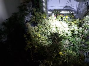 Supporting image for story: Cannabis taken from house near Broseley in morning raid