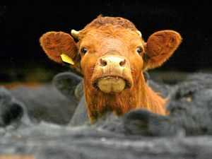 Supporting image for story: Peter Rhodes on three new Armageddons, backtracking Boris and bottom-pinching in the Lords