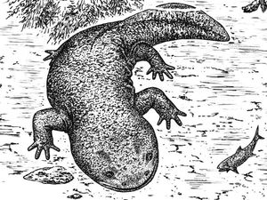 Supporting image for story: 168-million-year-old salamander species discovered in Russia