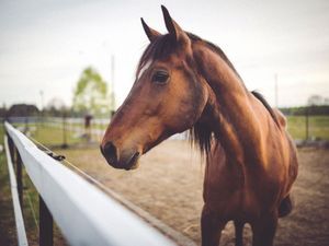 Supporting image for story: Big horse relay heading for Shropshire