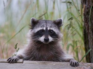 Supporting image for story: Raccoons managed to solve an ancient Greek puzzle
