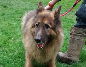The German Shepherd has been named Seth by the RSPCA