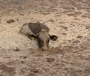 Daisy the cow had to be rescued. Photo: @SFRS_JBainbr