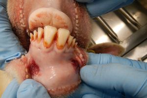 Bluetongue causes mouth ulcers in cattle and sheep