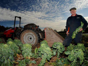Supporting image for story: Sprouts still about despite the cold weather
