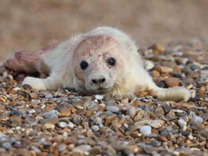 Supporting image for story: First grey seal pup of the season born at coastal ex-military site