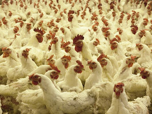 Supporting image for story: Bridgnorth chicken farm fight going to High Court