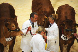 Competing in the ring at Staffordshire County Show