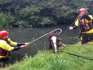 Supporting image for story: Dramatic moment horse rescued from Coseley canal