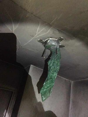 Inside the cannabis factory, picture: Wayne Little