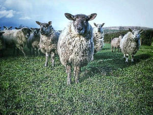 Supporting image for story: iPhone photograph is Star Witness winner