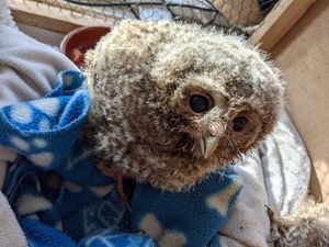 Baby owlets at Cuan Wildlife Centre