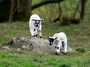 Supporting image for story: Farmers call on public to help catch rustlers after Shropshire lambs theft