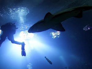 Supporting image for story: Snorkeller suffers shark attack off coast of Cornwall