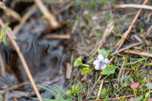 The first mass planting of marsh violets aiming to change fortunes of rare butterfly species at The Hollies Nature Reserve in the Shropshire Hills. Picture: Paul Harris