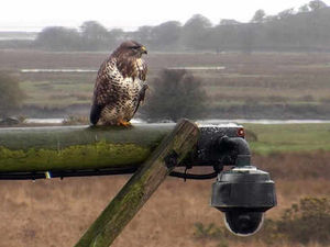 Supporting image for story: £15,000 plea to keep cameras rolling at rare osprey reserve