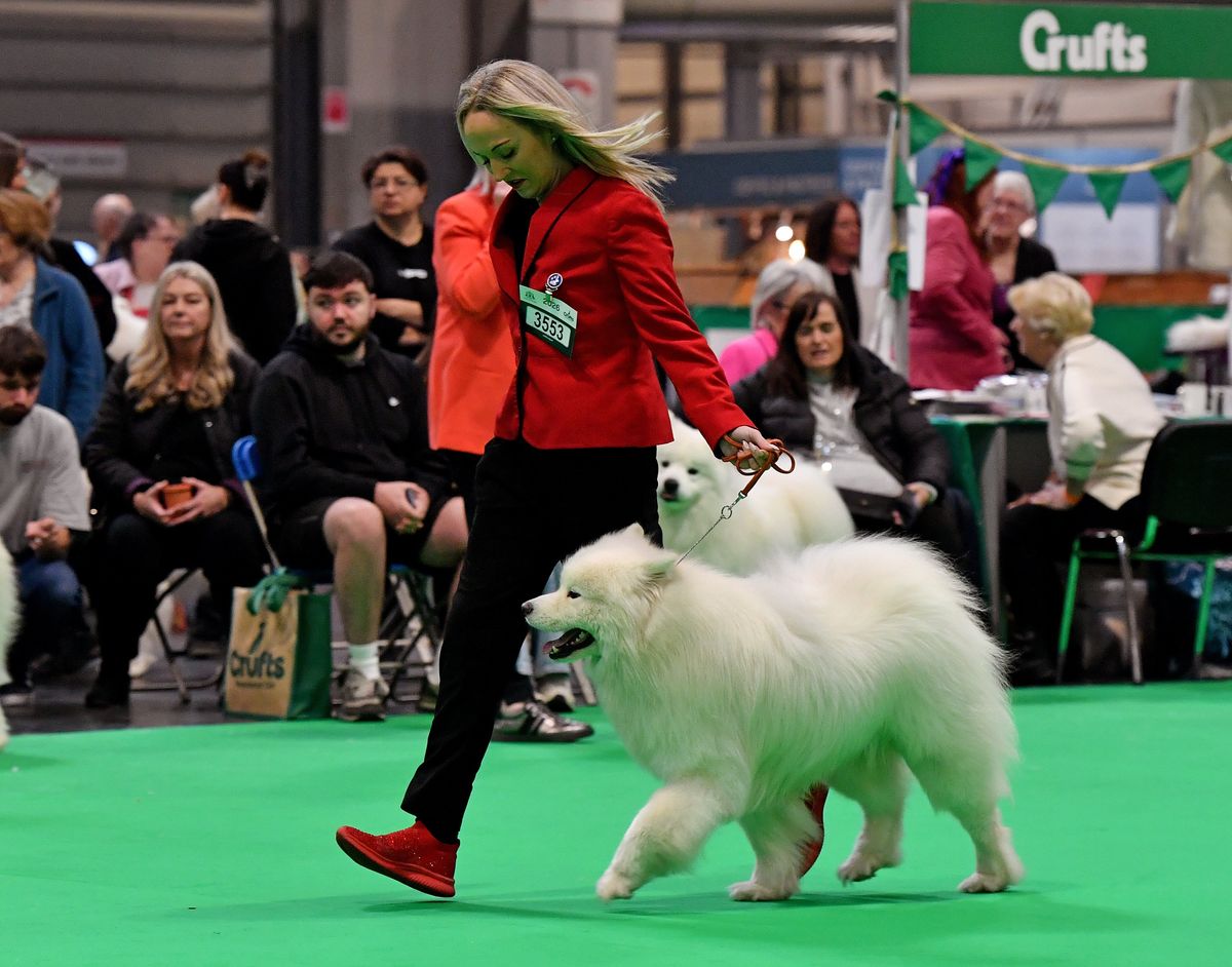 Crufts 2026: Working and Pastoral group winners announced on day one