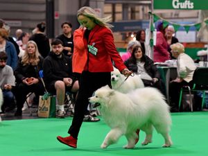 Supporting image for story: Crufts 2026: Working and Pastoral group winners announced on day one