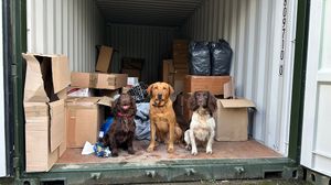 Tobacco search dogs Bran, Cooper and Griff with the some of the counterfeit cigarettes they helped to find