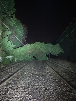 Trees have damaged the overhead wires. 