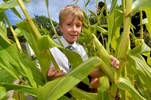 Tom Braithwaite, 10, with sweetcorn