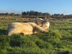 Supporting image for story: Playful polar bear joyfully rolls in the grass in super-sweet video from Peak Wildlife Park