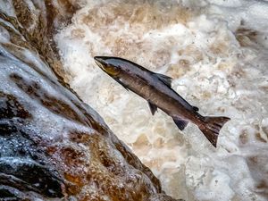 Supporting image for story: Wild salmon reaching crisis point in rivers, Environment Agency warns