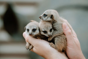 Three baby meerkats have been born at Telford's Exotic Zoo.