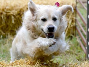 Supporting image for story: Delightful dogs raise £22k at Ludlow fun day - with video and pictures