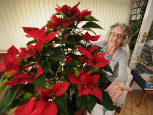 Supporting image for story: Poinsettia takes over greenhouse