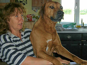 Supporting image for story: £10k reward offered in search for lost dog