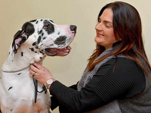 Supporting image for story: Crufts 2017: Pooches to set tails wagging at Birmingham's NEC