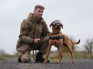 Supporting image for story: Pictures show military dogs wearing new equipment after £3.1m MoD contract