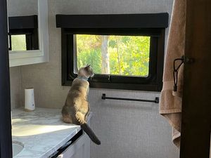 Supporting image for story: Lost cat reunited with owners after amazing 900-mile journey across US