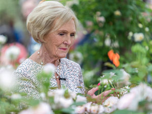Supporting image for story: Chelsea Flower Show: Golden glow as David Austin Roses welcomes celebs to award-winning garden
