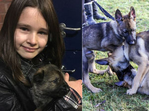 Supporting image for story: WATCH - When Robyn met Robyn: Police pup named after brave schoolgirl who chased away burglar 