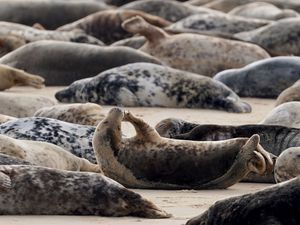 Supporting image for story: BBC Our Lives episode criticised by the Seal Alliance for ‘bad practice’