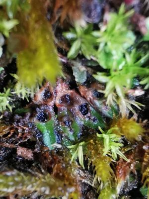 Black Crystalwort (Riccia nigrella). Imageby Ellie Baggett