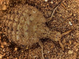 Supporting image for story: Scientists discover deadly secret of antlion traps