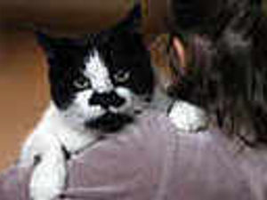 Supporting image for story: 6,223 cats and dogs missing from their homes