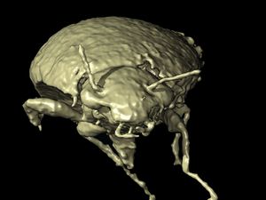 Supporting image for story: 230m-year-old beetle species found in fossilised droppings of dinosaur ancestor