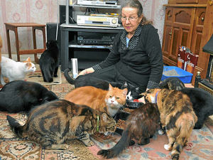 Supporting image for story: Wolverhampton City Council set to seize 12 cats after protest