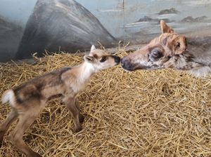 Supporting image for story: Dudley Zoo welcomes new helpers for Santa as reindeer calves are born