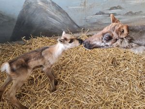Supporting image for story: Dudley Zoo welcomes new helpers for Santa as reindeer calves are born