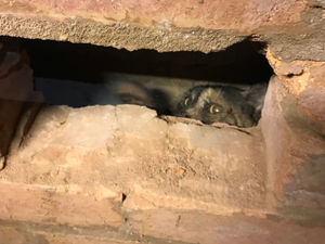 Supporting image for story: Cat stuck in between garage walls freed by RSPCA