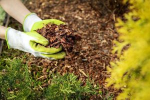 Mulching - Tom Clamp, head of technical at Doff Portland, reveals the ultimate guide to mulching