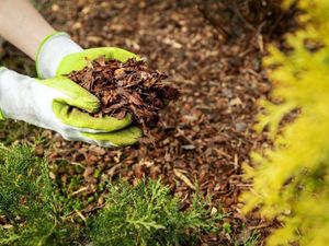 Mulching - Tom Clamp, head of technical at Doff Portland, reveals the ultimate guide to mulching